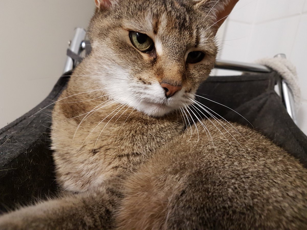 ᛖvᚪ Eva tweet media