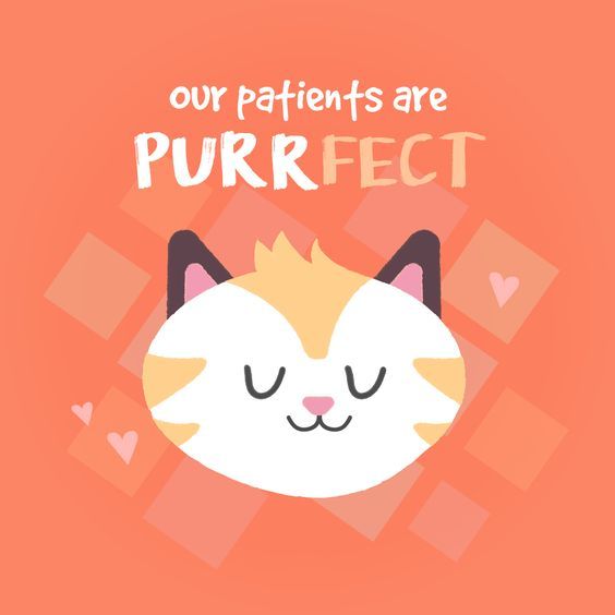 smilesbyLarson's tweet photo. Today is International Cat Day! So roll out the red carpet and the catnip for your furry feline friend, because International Cat Day is that one day a year when black cats bring good luck and cat eye sunglasses match your entire wardrobe. #HappyCatDay #LarsonOrtho #Caturday https://t.co/UFYEOduOWr