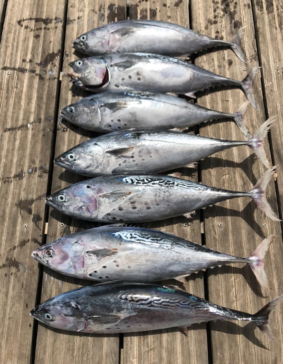 gastroselfieweb's tweet photo. Nuestra cena de hoy, recién pescaditas en las costas de Isla Cristina. Menudo festín! #yummy #amazing #instagood #comida #photooftheday #lunch #rico #tasty #foodie #delish #delicioso #eating #foodpic #foodpics #eat #hungry #foodgasm #gastro #bacoretas #huelva #realfood https://t.co/qWSRCwW7bu