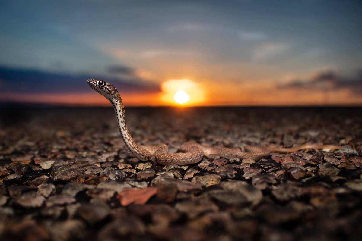 NKFherping's tweet photo. Welcome to the World

Hatchling Western Coachwhip (Masticophis flagellum testaceus) making its way across a busy road at sunset. This was the first of 30 snakes seen the other night, mostly young of the year. https://t.co/okspBiOtKN
