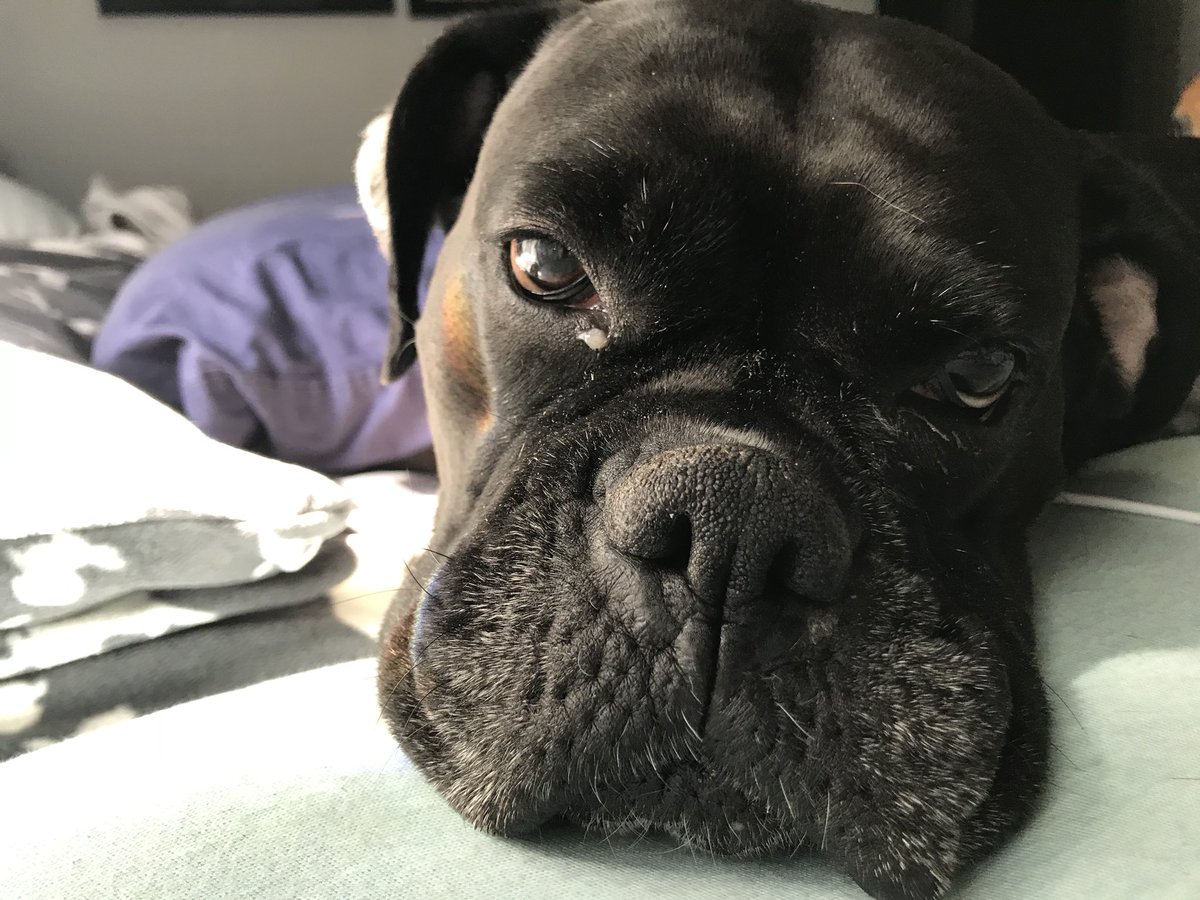 inntothenight's tweet photo. Sweet face #Boxers #boxerdogs https://t.co/jv35W54XEB