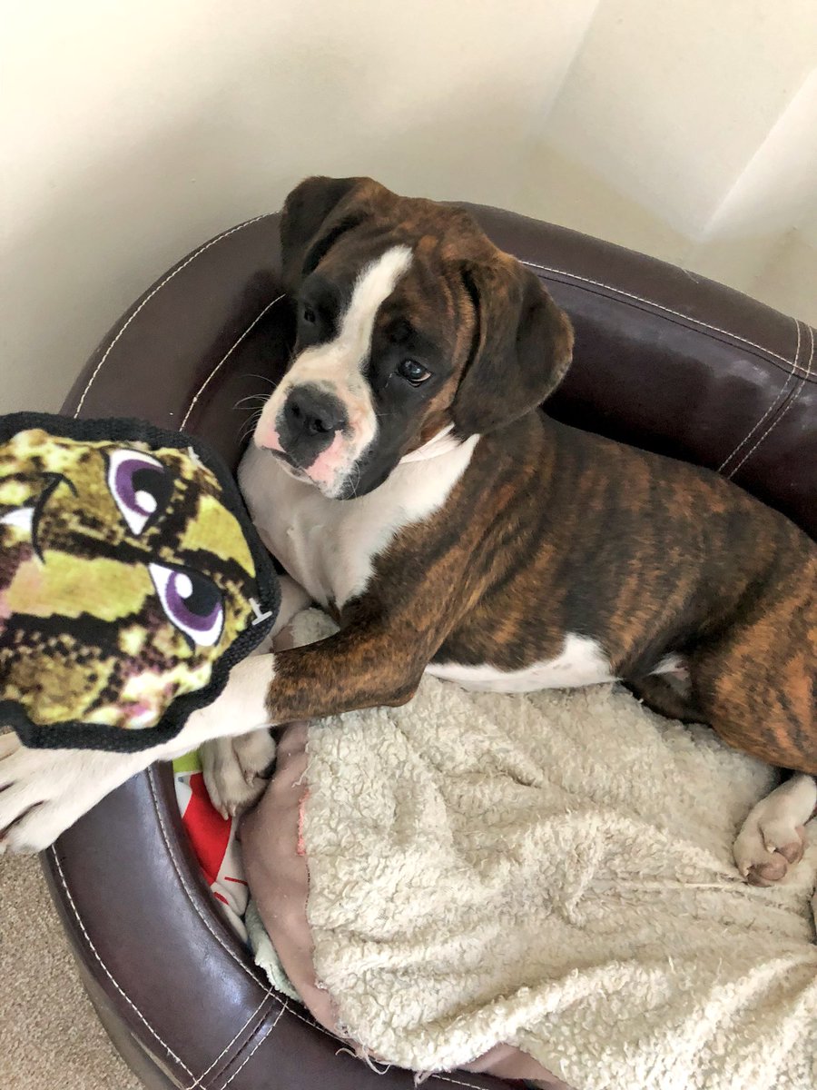 TaniaMariaWelch's tweet photo. Please thank your mum for my new snake Bonnie. I love it from Trixie xxxxxx💗 https://t.co/FZrGIJV6u4