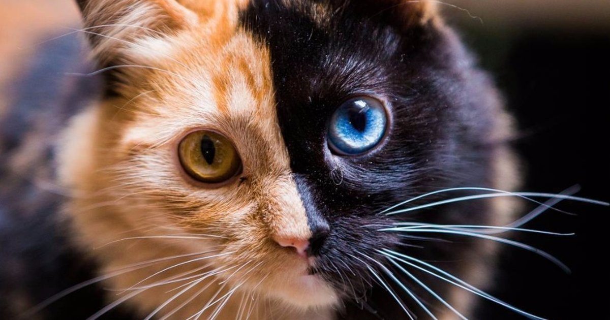 OHWMagazine's tweet photo. It's World Cat Day! 🐱 https://t.co/QEnbqc8txa
