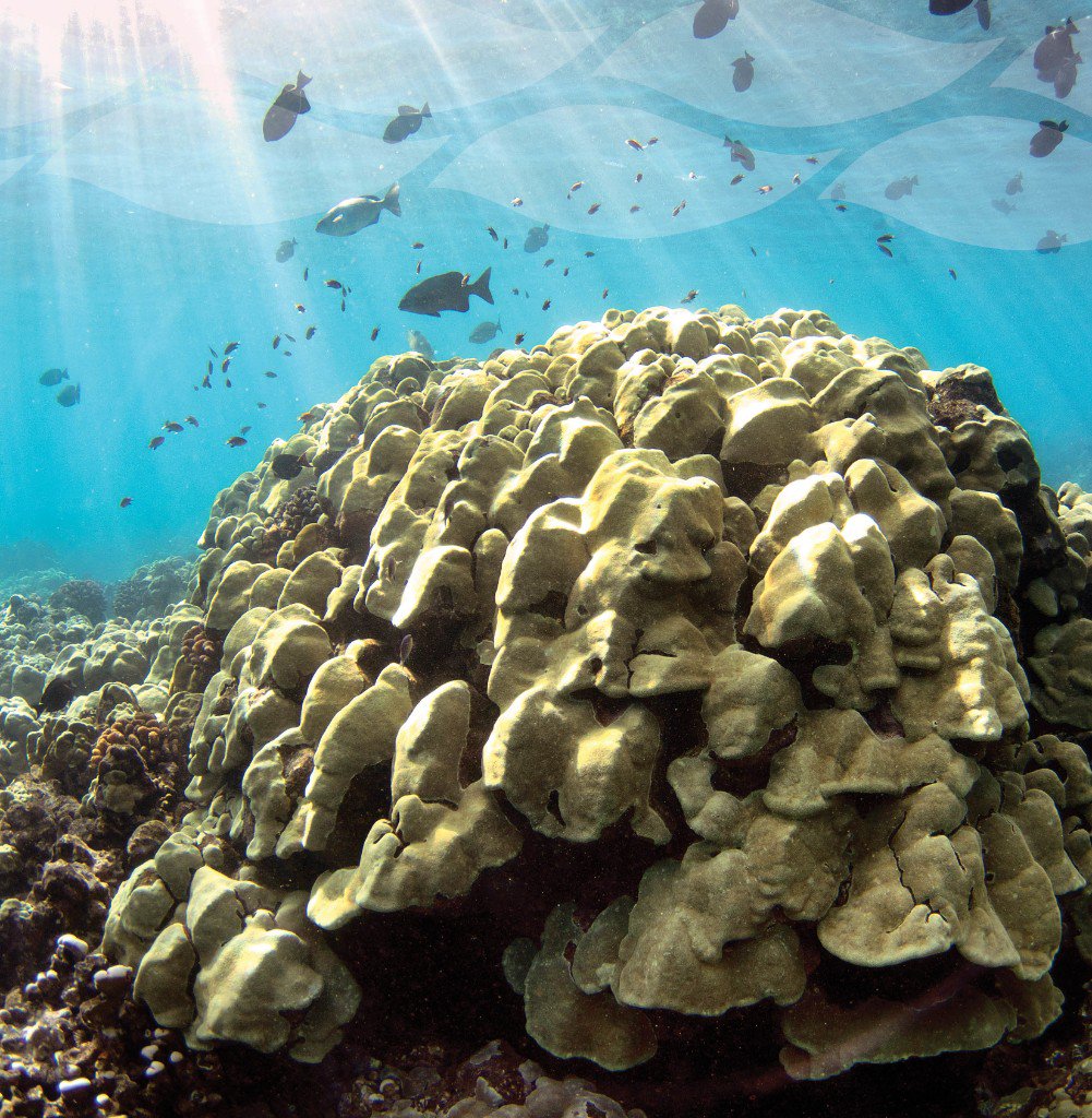 MOCMI August Newsletter - mailchi.mp/48eb69a9444e/t…
#seaturtle #coral #Maui #Hawaii