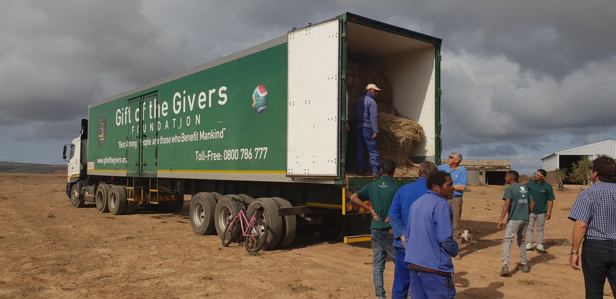 MrCow_man's tweet photo. Three weeks ago, humanitarian organisation, @GiftoftheGivers delivered two truck-loads of fodder to the Gouritzmond area outside Mossel Bay. 15 farmers severely hit by the #WCDrought shared 110 bales. Some livestock has died in the area due to lack of feed #sabcnews https://t.co/fvJJ0FKyUq