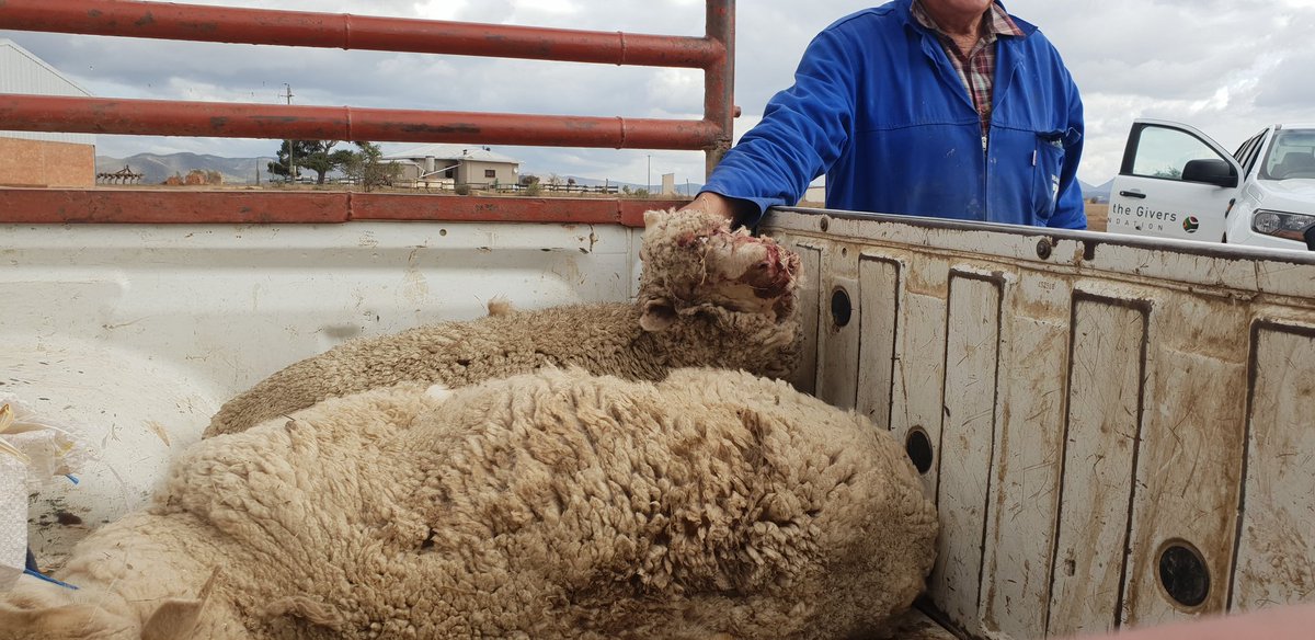 MrCow_man's tweet photo. Three weeks ago, humanitarian organisation, @GiftoftheGivers delivered two truck-loads of fodder to the Gouritzmond area outside Mossel Bay. 15 farmers severely hit by the #WCDrought shared 110 bales. Some livestock has died in the area due to lack of feed #sabcnews https://t.co/fvJJ0FKyUq
