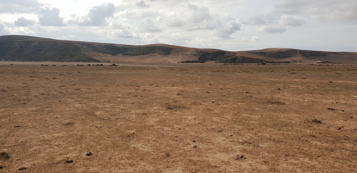 MrCow_man's tweet photo. Three weeks ago, humanitarian organisation, @GiftoftheGivers delivered two truck-loads of fodder to the Gouritzmond area outside Mossel Bay. 15 farmers severely hit by the #WCDrought shared 110 bales. Some livestock has died in the area due to lack of feed #sabcnews https://t.co/fvJJ0FKyUq