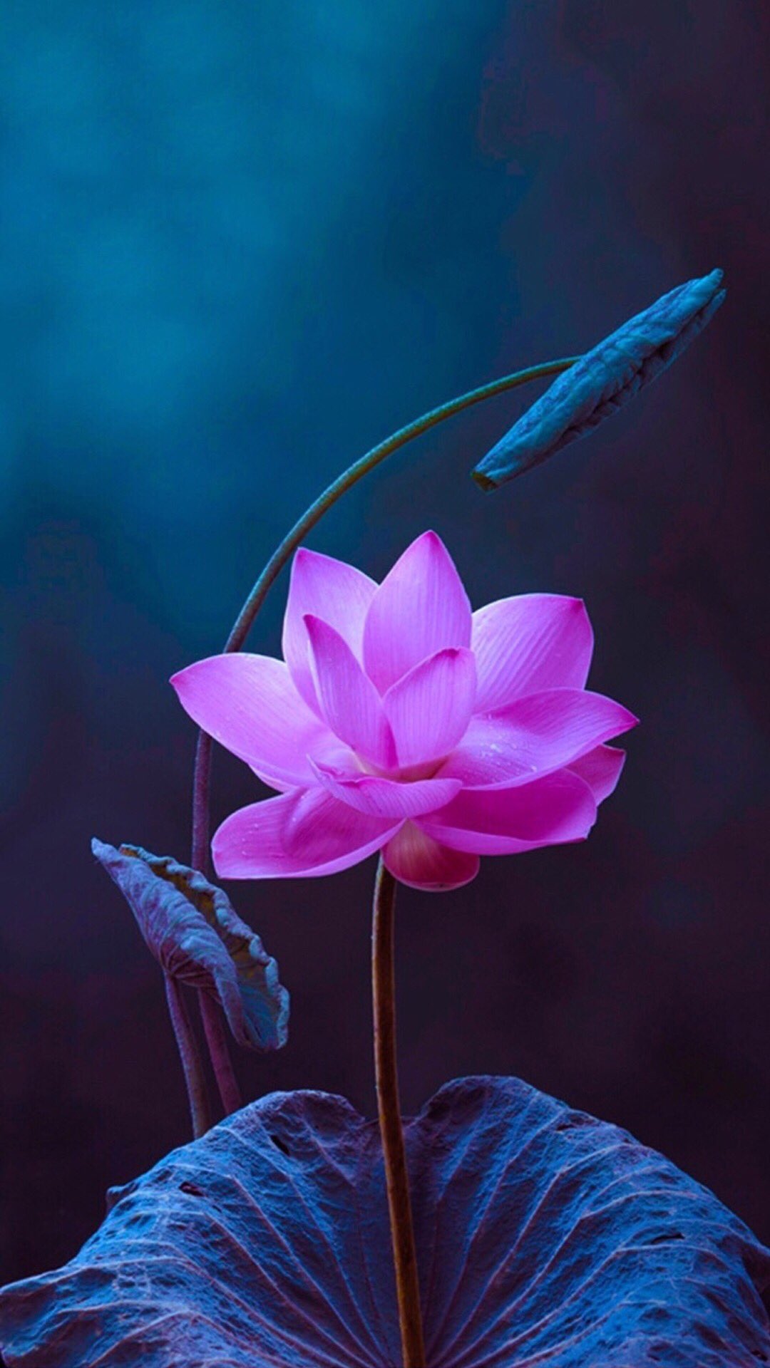 非我非非我on Twitter 手机壁纸 荷花 Lotus T Co Do4dsmfdoe Twitter