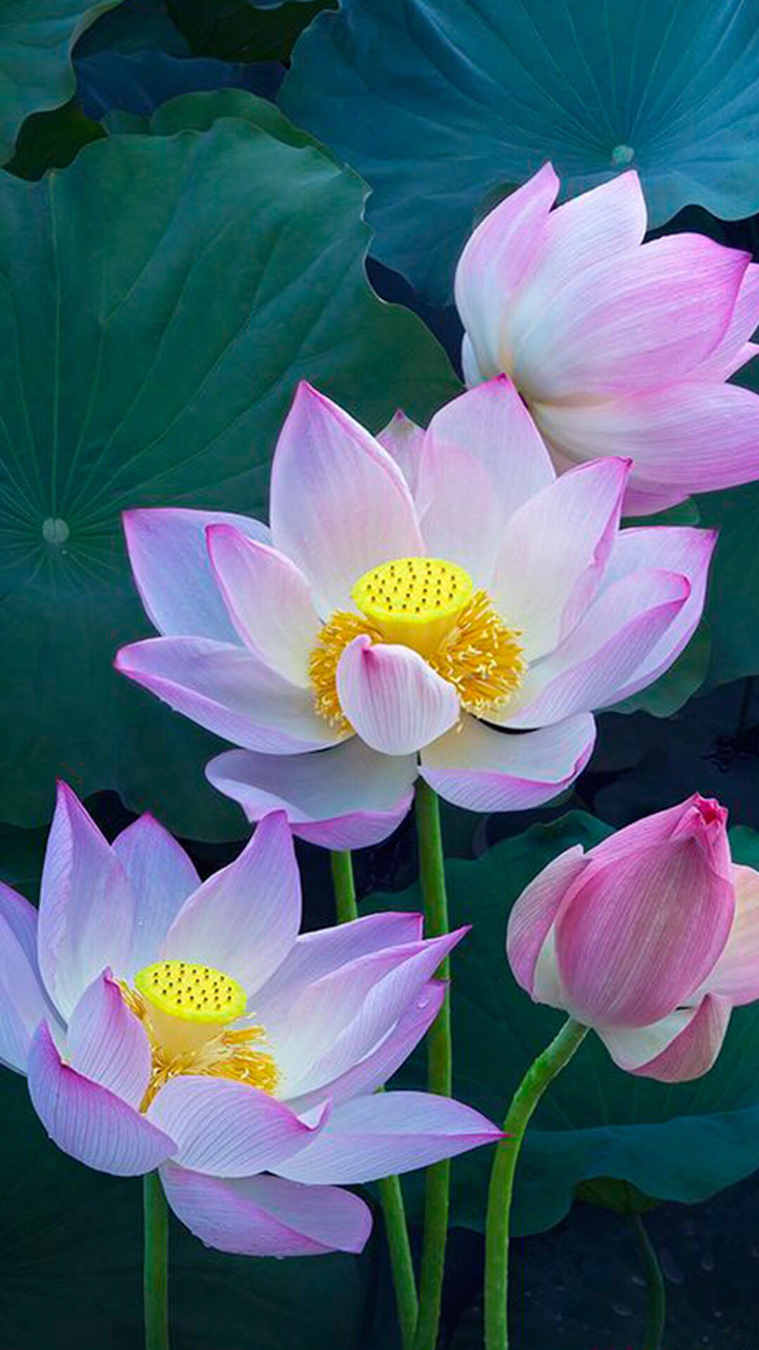 非我非非我on Twitter 手机壁纸 荷花 Lotus T Co Do4dsmfdoe Twitter