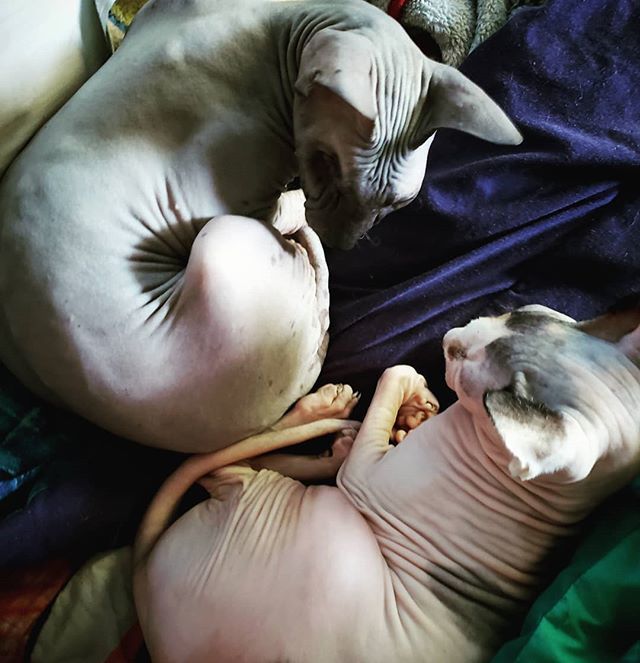 Happy #InternationalCatDay ! Love, Wednesday & Willow!
.
.
.
.
.
.
.
 #CatsOfInstagram #Sphynx #ILoveMyPets #sphynxcat #sphynxofinstagram #sphynxlair #sphynxtagram ift.tt/2AT1Luz