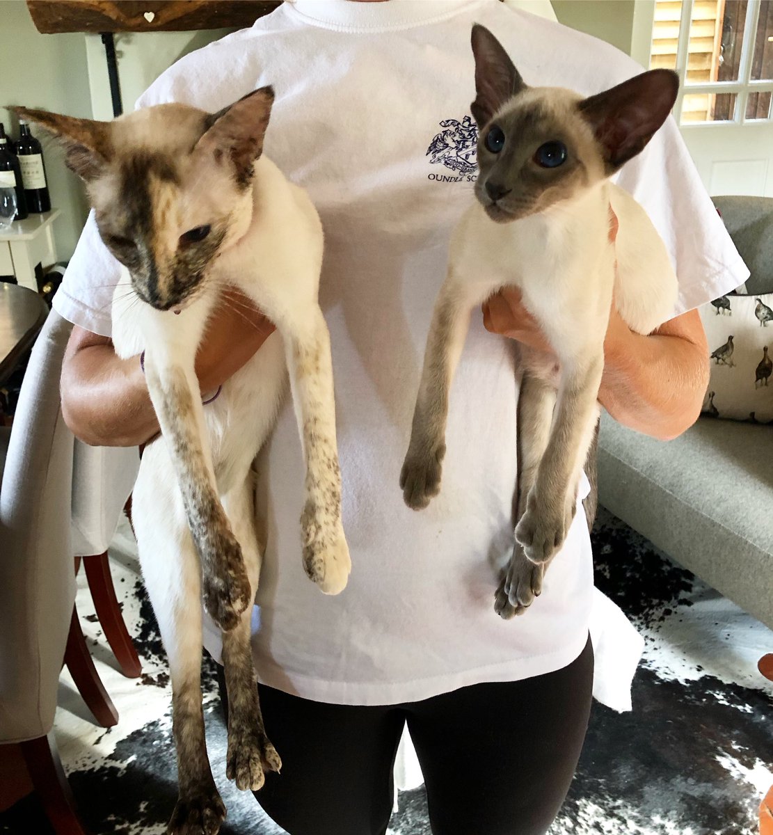 Happy International Cat Day from Shrimpton &amp; Edie 🐱🐱💕