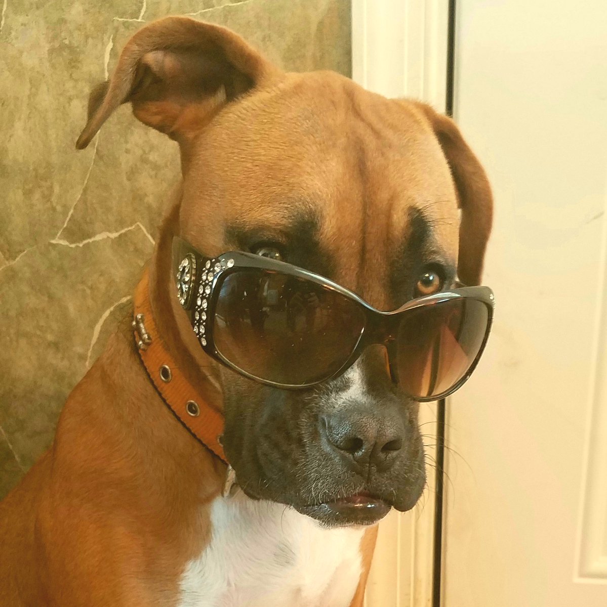 affluenzadog1's tweet image. just another photo from my portfolio - wearing stylish sunglasses available at KMart and other fine retailers #getrosemaryonellen #notaboxer #halfmastiffhalfpit #affluenzadog #apuppynamedrosemary #stillnotaboxer #doguedebordeaux #bordeauxpitbull