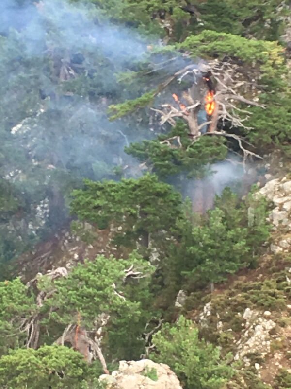 sis_2b's tweet image. depuis quelques jours avec les violents orages qui s&apos;abattent sur le département le #CDO du #SIS2B avec les #FORSAP et leur cellule élagage #CdC notamment, et le #HBE  traitent de nombreux arbres majeurs frappés par la foudre. #Compétences #Professionnalisme