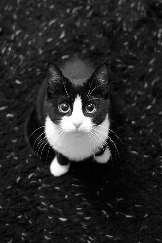 Arcangelblanco's tweet photo. "Quien piensa que los gatos son traicioneros, indiferentes e interesados, es porque todavía no conoce a los humanos" #DíaInternacionalDelGato #gato #love https://t.co/hIiknYrhEW