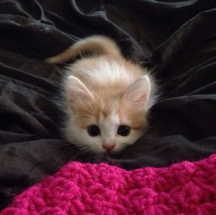 Arcangelblanco's tweet photo. "Quien piensa que los gatos son traicioneros, indiferentes e interesados, es porque todavía no conoce a los humanos" #DíaInternacionalDelGato #gato #love https://t.co/hIiknYrhEW