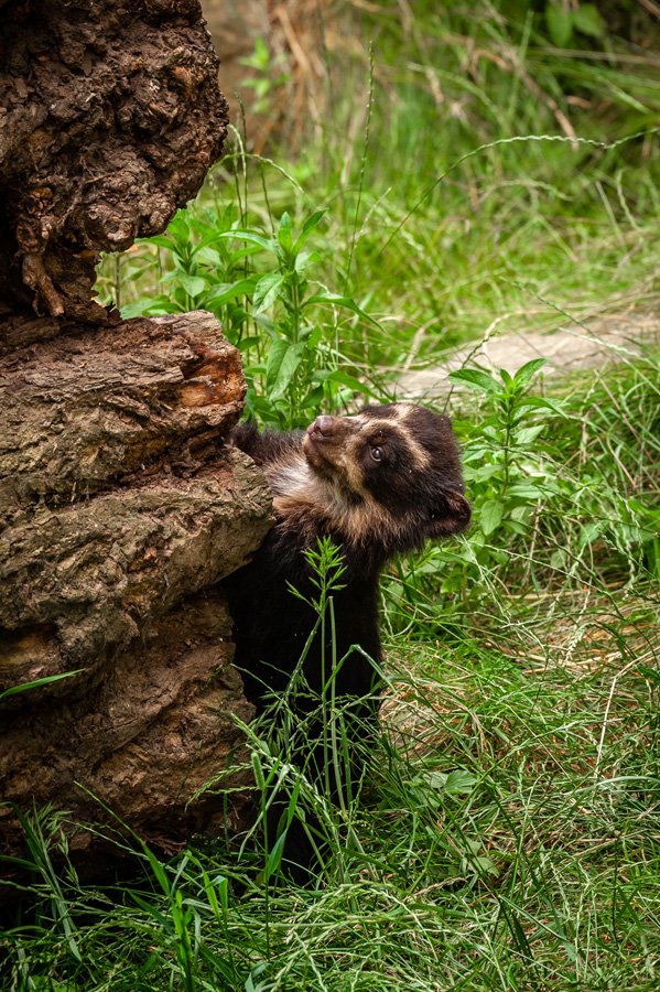MultiburoAntw's tweet photo. Meet Tinka, our new neighbour @zooantwerpen!
Isn't she adorable? https://t.co/MzDqSXDbeg https://t.co/1NXgDMI1Wc