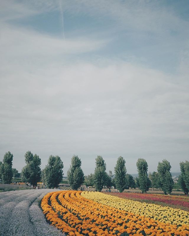 leadlessPencil's tweet photo. I haven't posted a lot but it's not because this place isn't pretty
.
.
.
#havecamerawilltravel #hellohokkaido #japan #travelgram #hokkaido #furano #tomitafarm #lavenderfields #fuji #fujifilm #fujifilm_sg #fuji23mm #fujixpro2 #fujifilm_xseries #fujifilmx… https://t.co/NwQCpHdtK7 https://t.co/lHe0S2k6fG