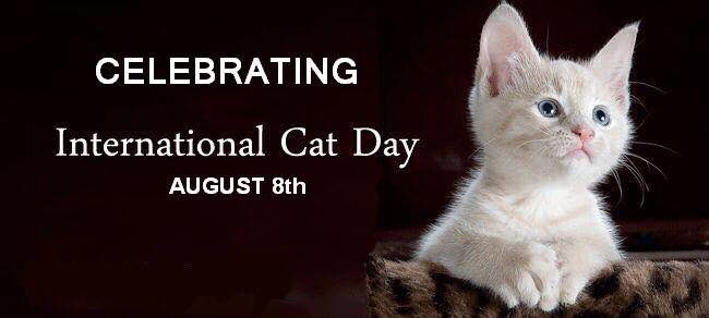 high_paw's tweet photo. #InternationalCatDay2018 #highpawpetsupplies https://t.co/9qrben6Kws