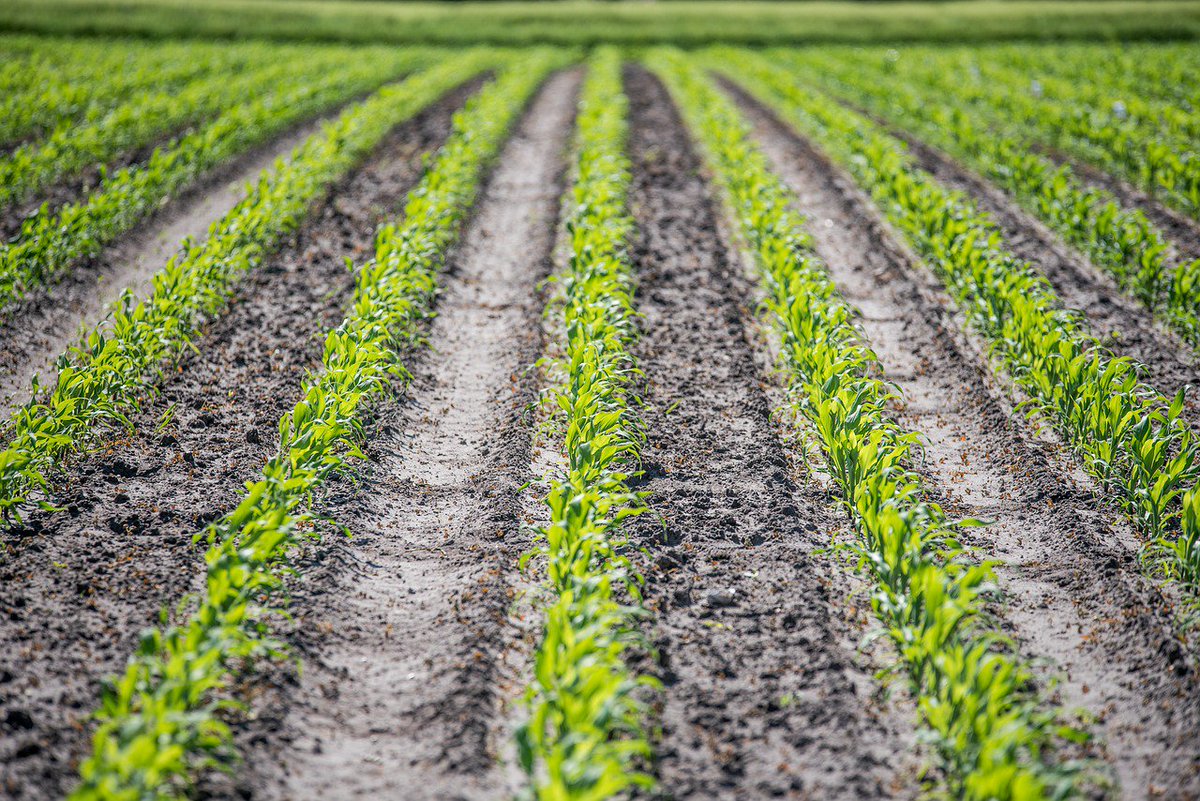 FAO's tweet photo. Soil pollution affects:

🍅the food we eat
💧the water we drink
💨the air we breathe
👩our health
🐛the health of all organisms on the planet.

#StopSoilPollution #soils https://t.co/HpC7SfndCI