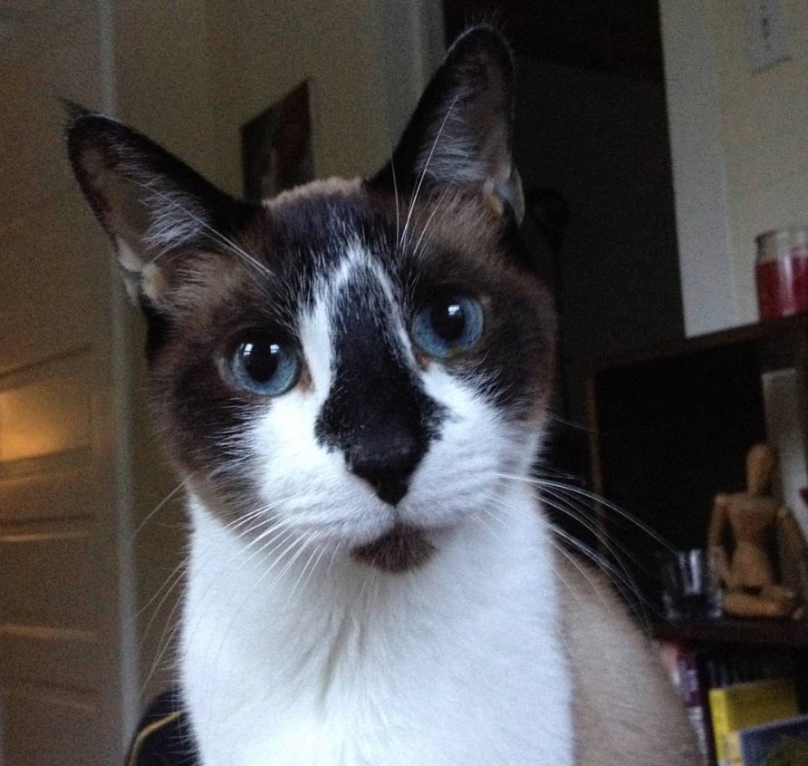lisaoakesart's tweet photo. My boy, Skoshi, says Happy International Cat Day! https://t.co/zbxlf8d7d4 #InternationalCatDay #kitty #cat #skoshi #sweetboy #furbaby #siamesecat #meow #smudge #WhiskersWednesday https://t.co/kZ4Oa5GZRS