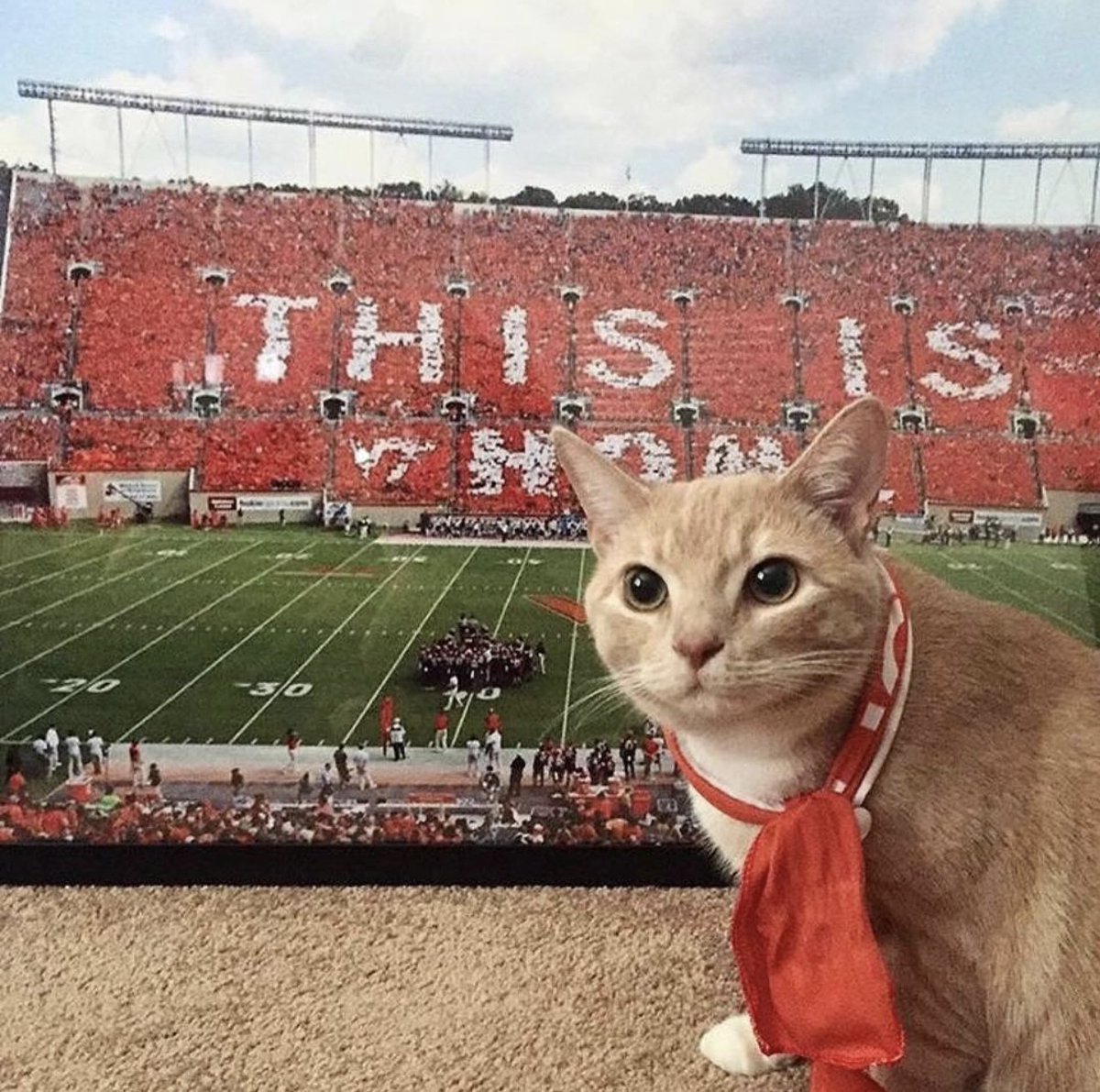 Cat in a scarf, in front of a VT painting of Lane Stadium