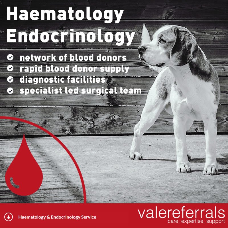 ValeReferrals's tweet image. Haematology &amp;amp; Endocrinology - We have a network of blood donors &amp;amp; partner with Pet Blood Bank/Greyhound Rescue to enable rapid blood donor supply when needed. Find out more
 valereferrals.co.uk/service-haemat… #pethealth #BloodMatters