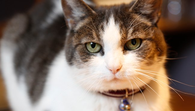 Meet Snowball, the resident cat at The Swan Hotel Wells. She's been with the hotel for nearly four years and is the purrfect meeter and greeter. Meoww 🐱

Have you met her?

#InternationalCatDay #Cats #PetFriendlyHotels