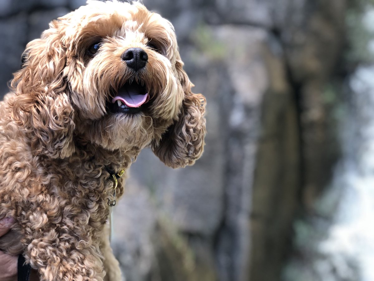 Is #WaterfallWednesday a thing? If not, it should be. 💦 
(And my Mom should focus on the waterfall instead of my face next time I ask her to take a picture of me in front of one. 🙄)
#humpday #wednesday #wagwednesday #exploreyourcity