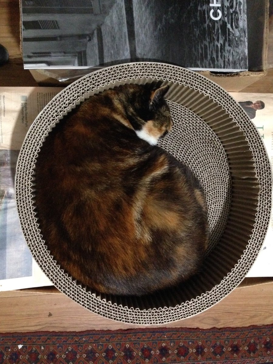 Ofdonald (Jemima) tweet media