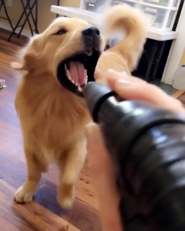 bestwoofs's tweet photo. ~
📷: @bandanajax
Selected by: @hollysisson
Congrats @bandanajax — you’re a #bestwoof! Thank you for sharing your woof with us. ~
Follow @bestwoof and tag #bestwoof for your chance to be featured. For accounts with less than 10k followers, tag #bestw… https://t.co/CAesHbsXXf https://t.co/gYi9lH7rgf