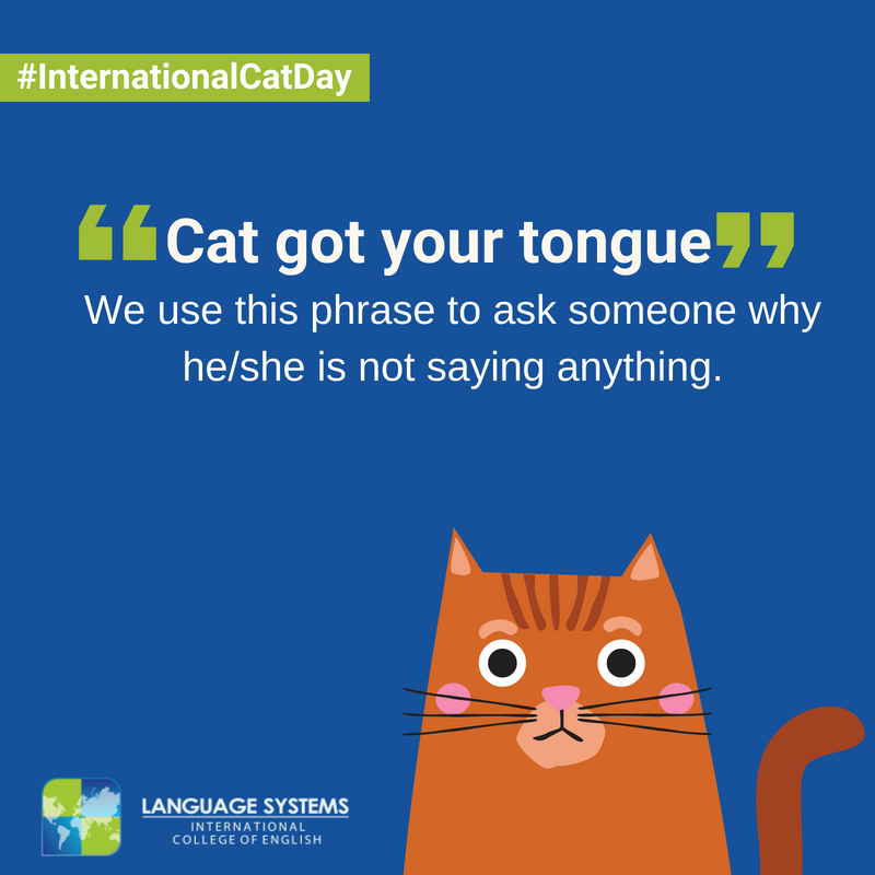 What better way to celebrate the #InternationalCatDay than by learning a new English expression to honor these felines!
#LearnEnglish #learnenglishwithus #learnenglishtogether  #learnenglishhere