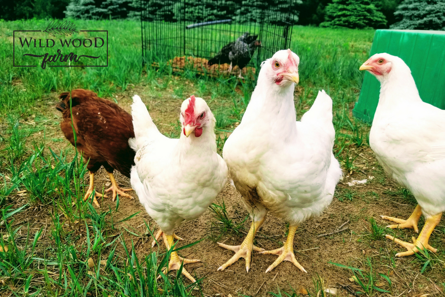 FarmWildWood's tweet photo. Planning your Chicken Coop – The Chicken Coop Conundrum https://t.co/zV2gNz9Eez https://t.co/32OOVXbNXm
