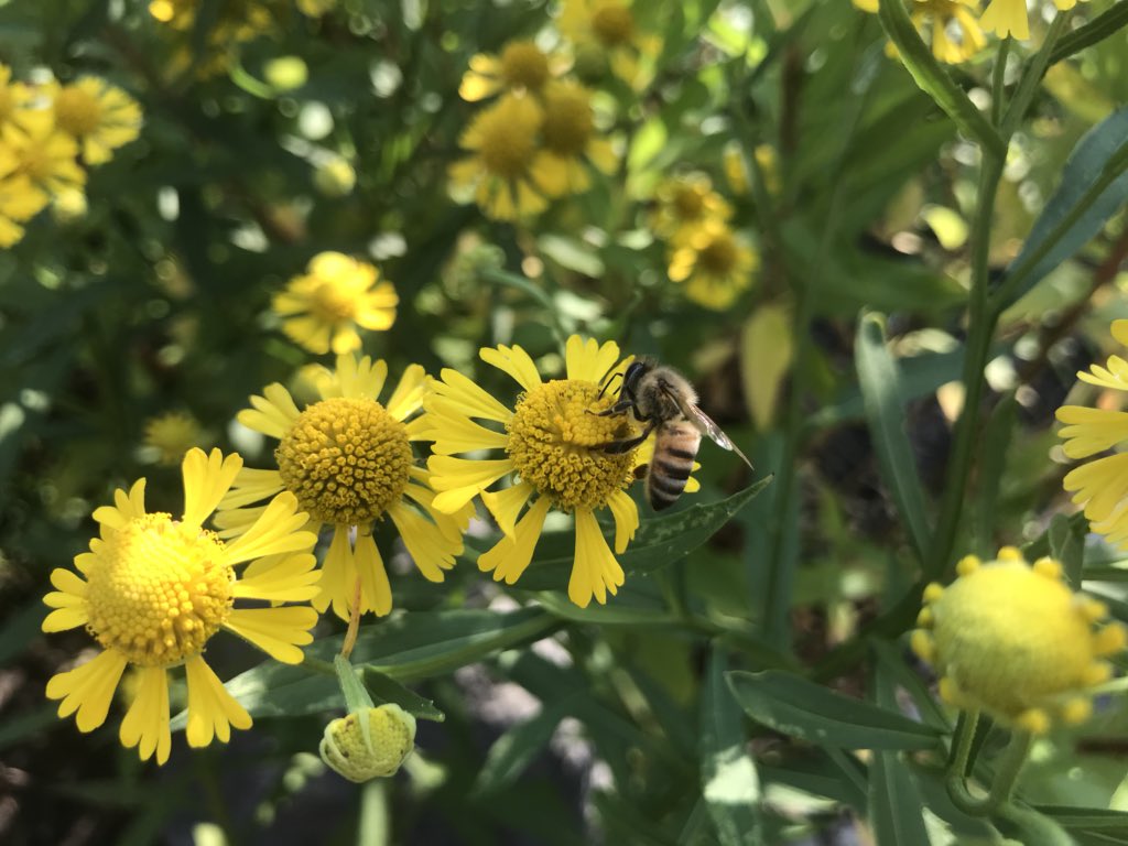 Observing pollinators during #ysia2018! We love learning about the pollination system! 🐝🌸 <a href="/APSDrew/">Dr. Charles R. Drew Elementary</a> @APSGifted <a href="/apsyoungscholar/">APS Young Scholars</a>