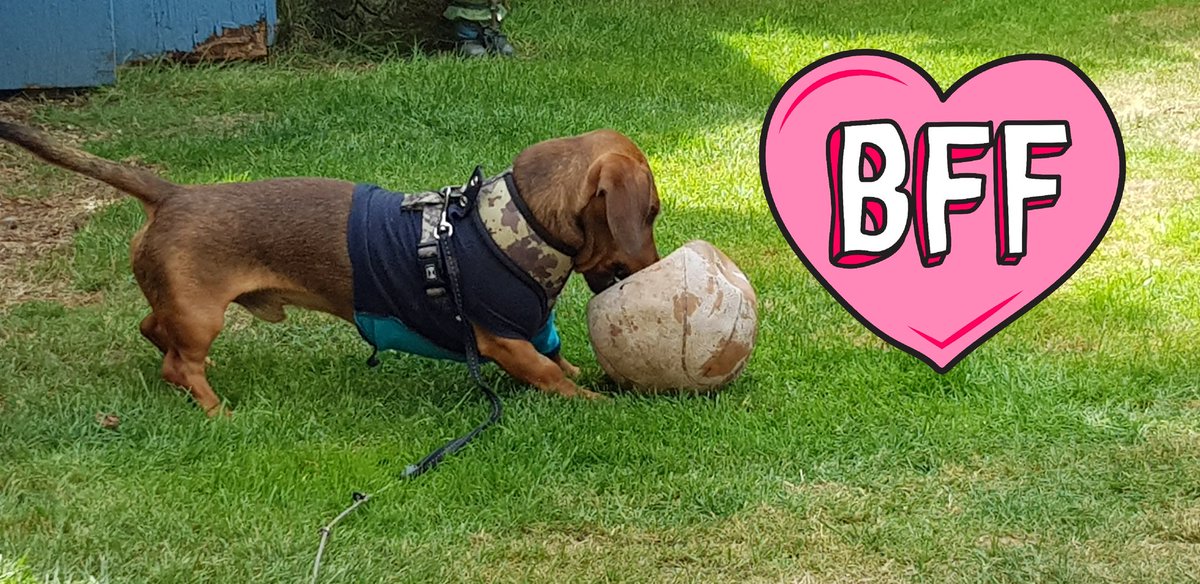 [picture shows Milo, the minature sausage dog, a beautiful tan chocolate daschund, wearing his blue body suit playing, running in the garden with a flat football]