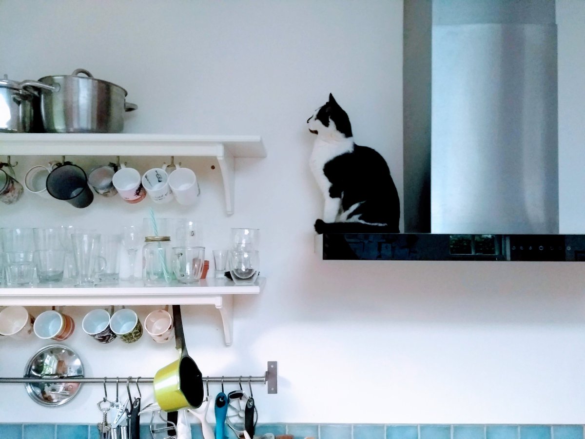 ManGrandCircle's tweet photo. Scampy #kitchenkitty #InternationalCatDay https://t.co/QiDI3LVxe3
