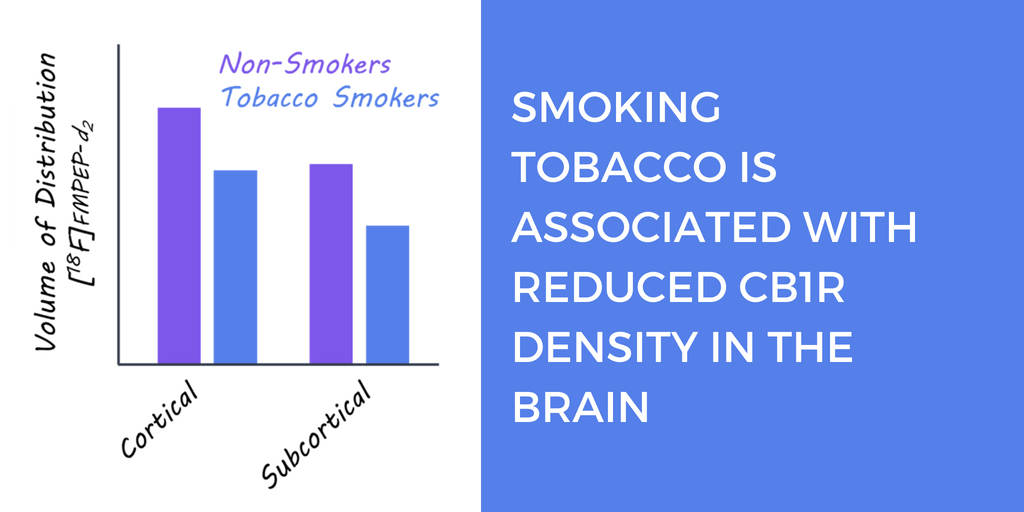 brainpostco's tweet photo. Smoking Tobacco is Associated with Reduced CB1R Density in the Brain
New study this week in @SOBP
#BrainPost by @ShireenParimoo π https://t.co/jwDKxz4na2 https://t.co/uwJv6EsqyM