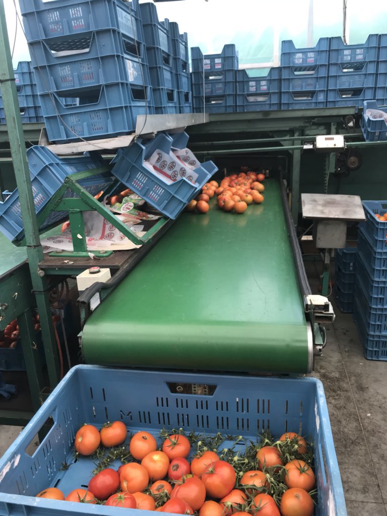 GeertBourgeois's tweet photo. Op @Boerenbond-zomerstage bij innovatief tuinbouwbedrijf #Tomabel. Leerrijke dag over een Vlaams topkwaliteitsproduct gesmaakt in binnen- en buitenland: de Vlaamse tomaat. Dank aan landbouwers en ondernemers Henk & Marie-Rose Vandevelde om hun passie te delen. #GekOpTomaat https://t.co/9pdmkNsdHc
