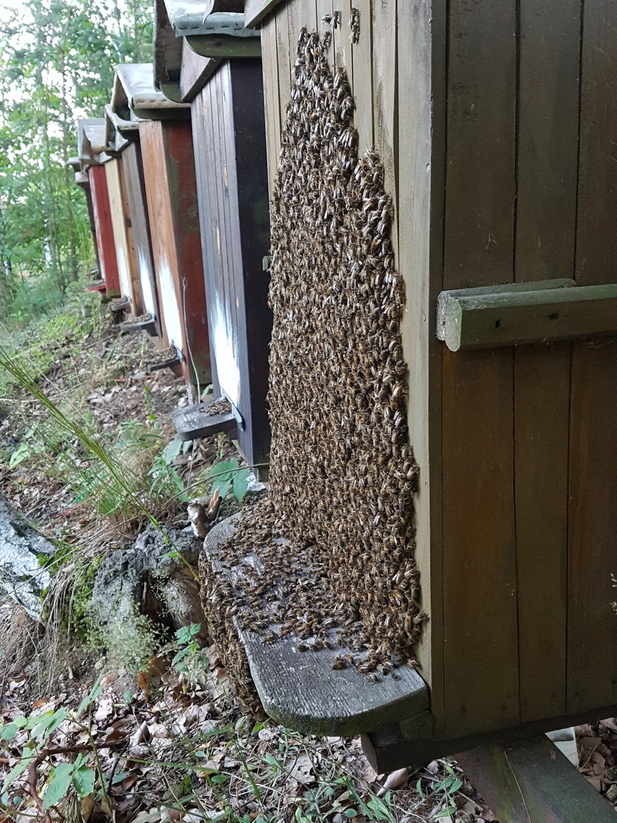 mszumiata's tweet photo. Dzisiaj jest fajne święto! #DzieńPszczół #Dzieńpszczoły 🐝 Dbajmy o to, aby nie wyginęły. Bo śmierć pszczoły = śmierci gatunku ludzkiego! Nie pozwólmy im zginąć! #pszczoła #pszczoły #natura #bartnik #miód jest zdrowy 🐝 @Pszczelarstwo @Greenpeace_PL https://t.co/6Bzm3RImlZ