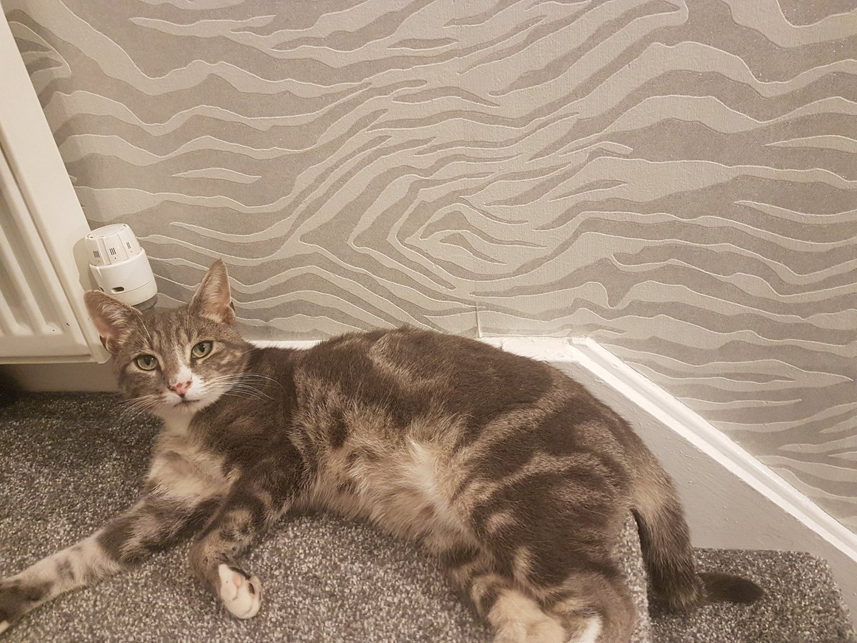 My friends cat matches her wallpaper