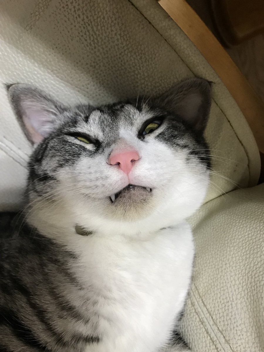 te791230's tweet photo. #世界猫の日 
#ねこアイプチビフォーアフター 
#猫がいる生活 https://t.co/NU84y5Dur7
