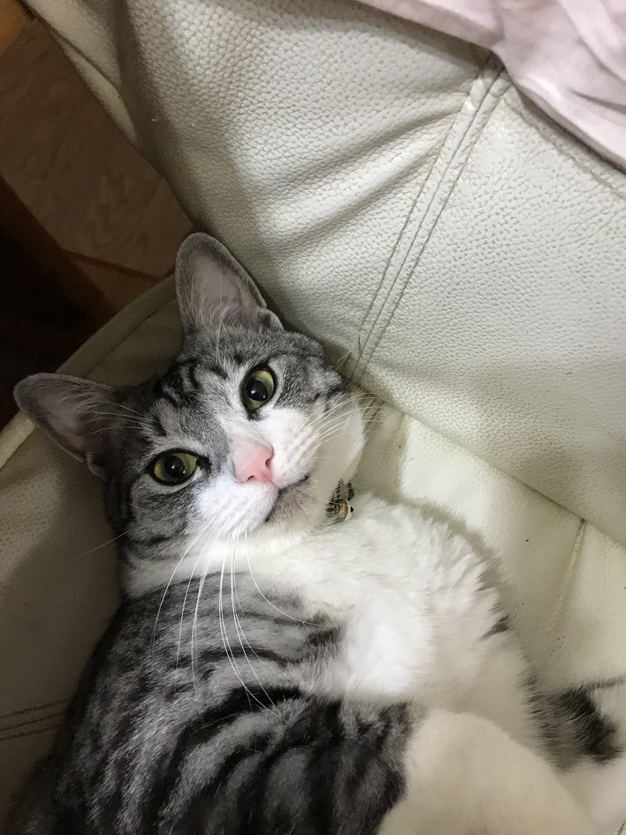 te791230's tweet photo. #世界猫の日 
#ねこアイプチビフォーアフター 
#猫がいる生活 https://t.co/NU84y5Dur7