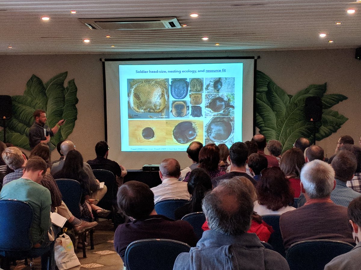 MatinaDonaldson's tweet photo. Great talk by @Scott_Powell_ showcasing the amazing morphological diversity of #turtleant soldiers, and how this evolves in relation to ecology & defensive strategies #iussi2018 https://t.co/AdaEQRi0Lu