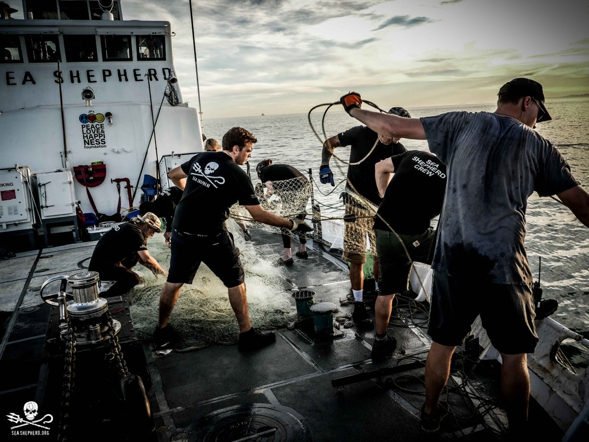 PtboVegFest's tweet photo. ✨VENDOR SPOTLIGHT!✨ @seashepherd (SSCS) is a marine wildlife conservation organisation that works to end the destruction of habitat and slaughter of wildlife in the world’s oceans in order to conserve and protect ecosystems and species. Visit them @PtboVegFest https://t.co/3Z3FWXheWz
