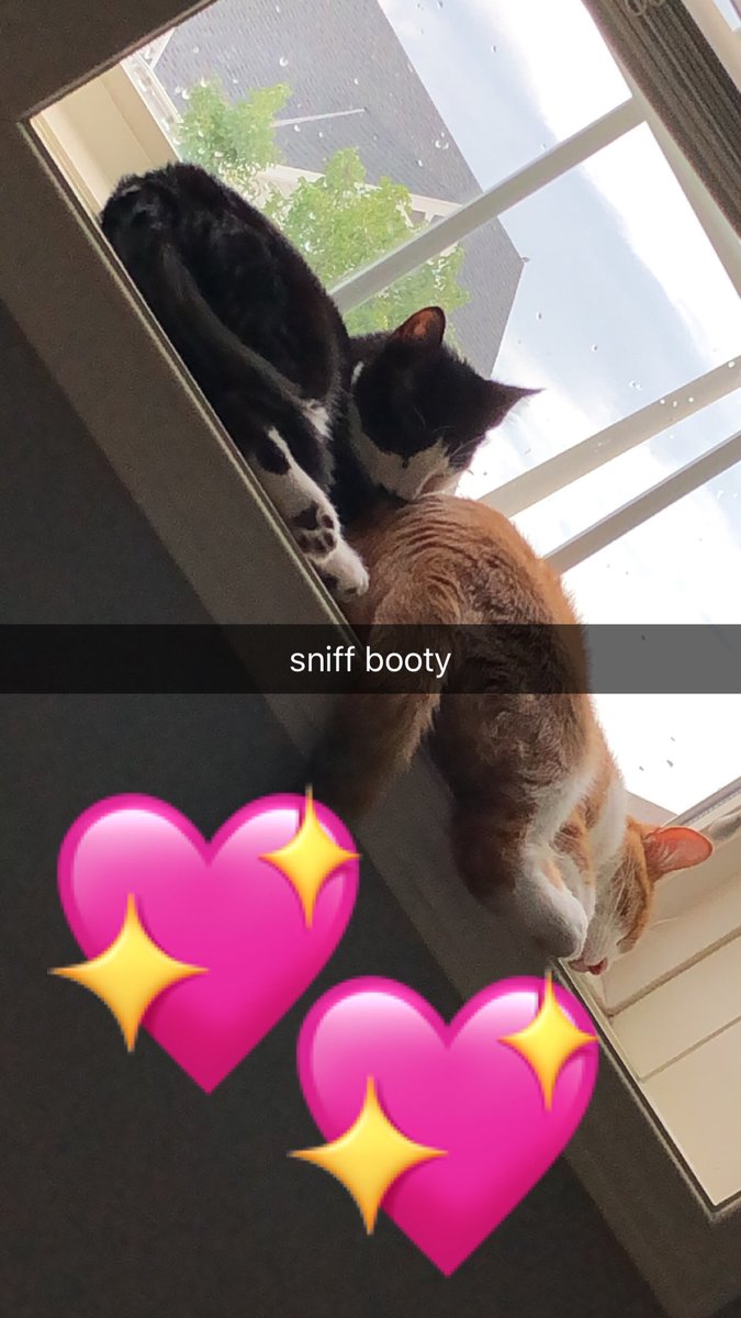stfusluht's tweet photo. I LOVE MY CATS IDK WHAT ID DO WITHOUT THEM #InternationalCatDay https://t.co/YvzL5dF2nU
