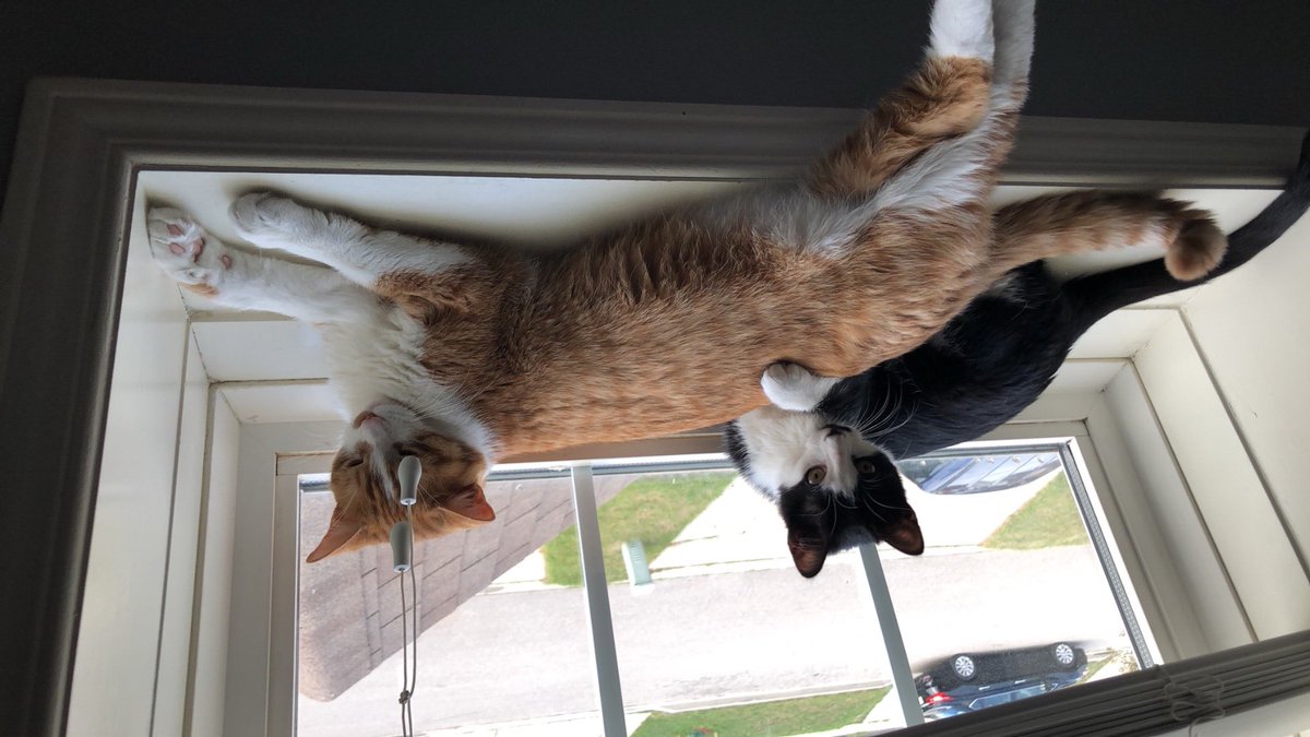 stfusluht's tweet photo. I LOVE MY CATS IDK WHAT ID DO WITHOUT THEM #InternationalCatDay https://t.co/YvzL5dF2nU