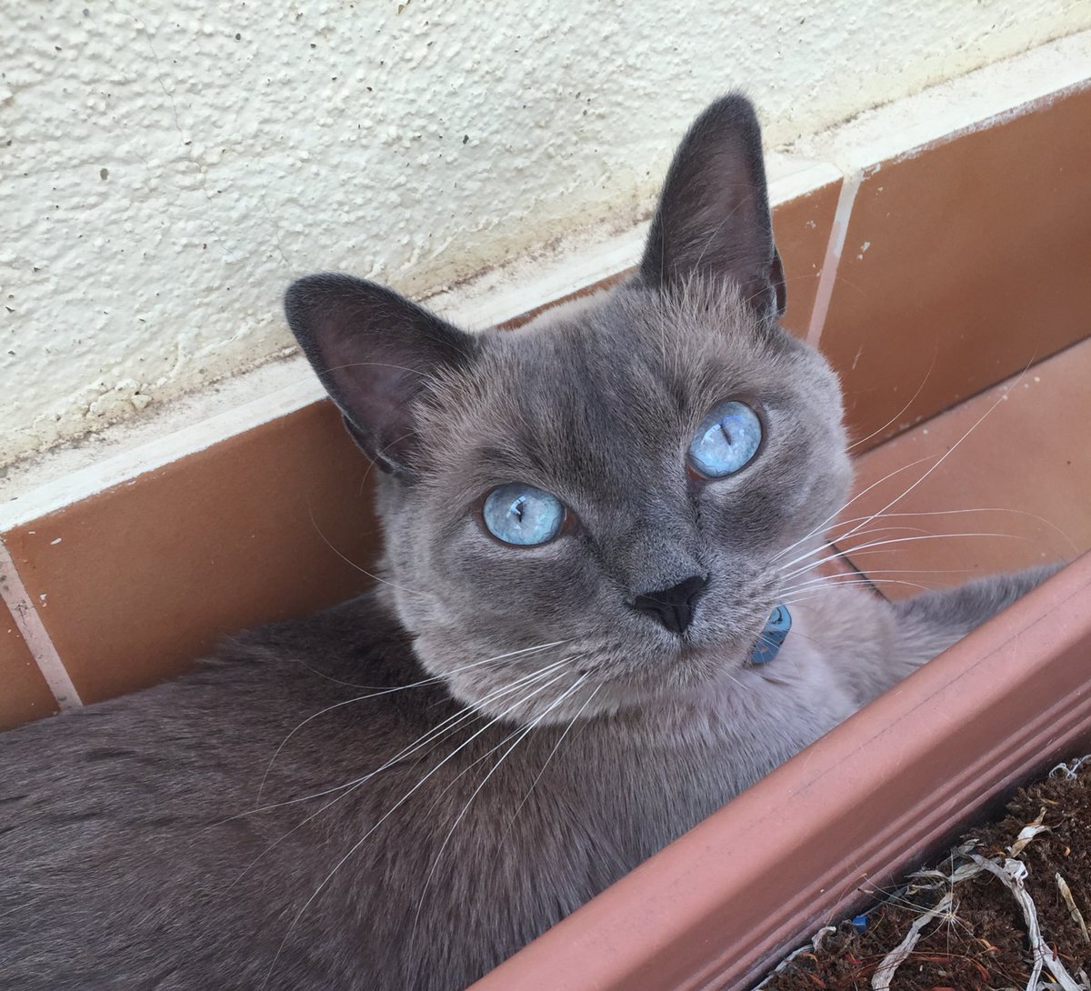 AnabeGarciia's tweet photo. #Zapeando1176 #DiaInternacionalDelGato Nico chico♥️ https://t.co/potSUwhiTe