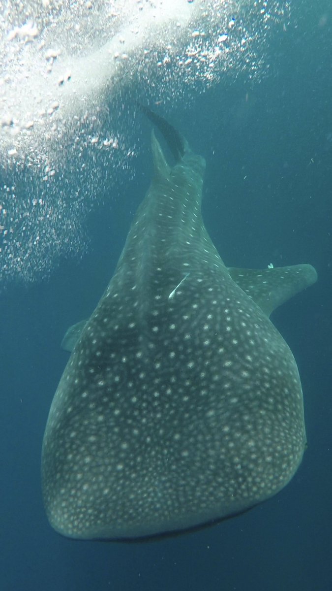 BeachExperiment's tweet photo. Does every 6 year old want to swim with sharks? I am so GLAD ours did! Here's what happened: https://t.co/QHaeE467xC  #swimwithsharks #holbox #mexico #whaleshark https://t.co/XexAuyiaM9