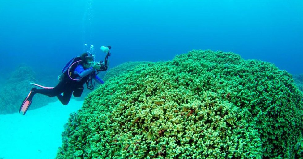 JoyfullyECO's tweet photo. Forecasting Coral Disease Outbreaks Could Buy Time to Save Reefs https://t.co/OQScvbz1Ww #climate #organic #energy https://t.co/KSj1tvp4Xy