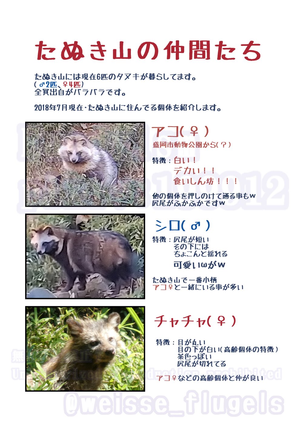 たぬき たぬきねこ on X: 