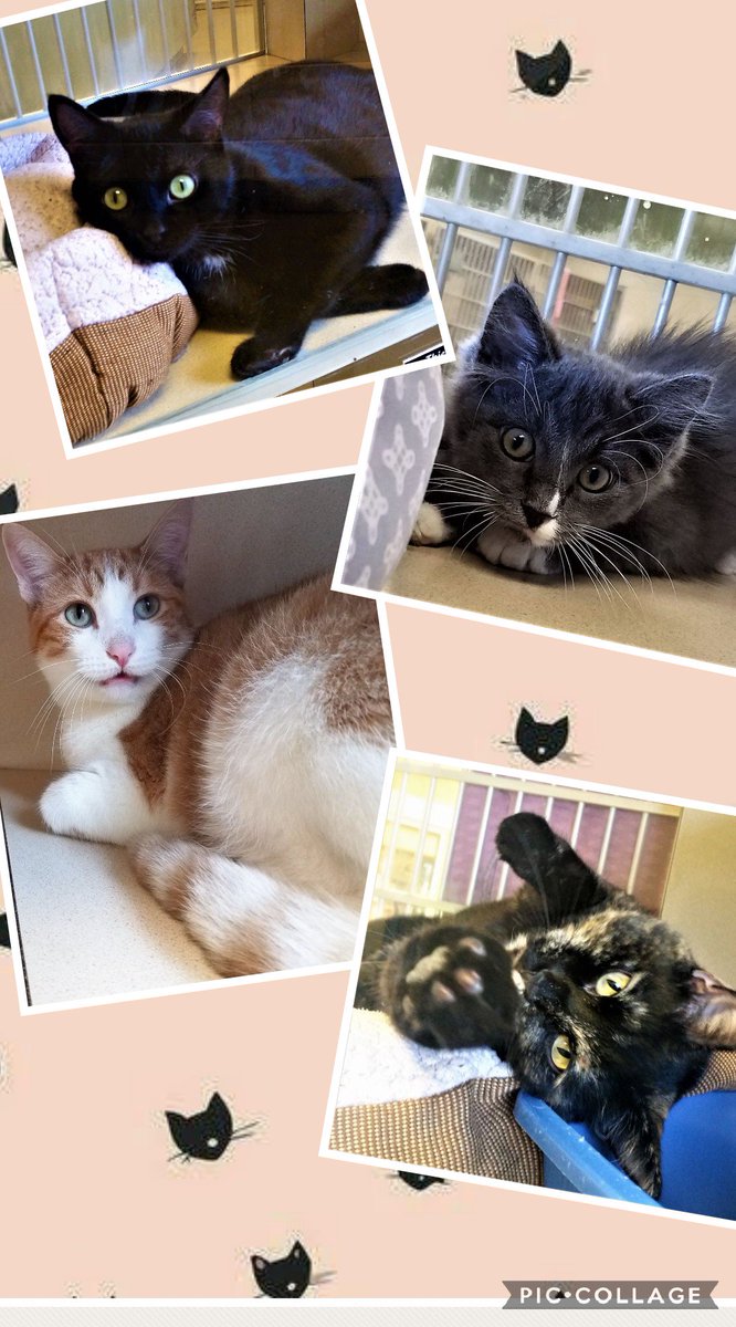 Happy International Cat Day! Today is the perfect day to show your kitty  just how much you care about it! Or you can always go to your local  shelter and donate, volunteer, or adopt a cat of your own today! #InternationalCatDay #InternationalCatDay2018